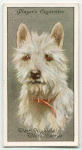 West Highland White Terrier.