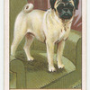 Fawn Pug.