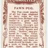 Fawn Pug.