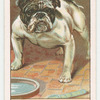 Bull-dog.