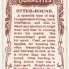 Otter-hound.