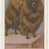 Pomeranian.