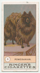 Pomeranian.