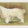 Clumber Spaniel.