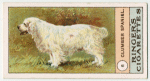 Clumber Spaniel.