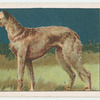 Deerhound.