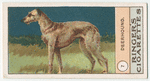 Deerhound.