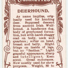 Deerhound.