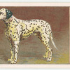 Dalmatian.