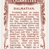 Dalmatian.