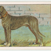 Great Dane.