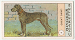 Great Dane.