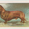 Dachshund.