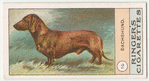 Dachshund.