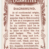 Dachshund.