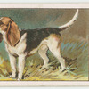 Beagle.