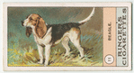Beagle.