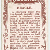 Beagle.