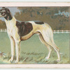 Greyhound.