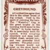 Greyhound.