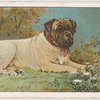 English Mastiff.