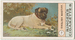 English Mastiff.