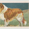 Rough-Coated Collie.