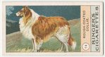 Rough-Coated Collie.