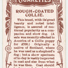 Rough-Coated Collie.