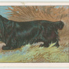 Field Spaniel.