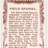Field Spaniel.