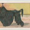 Poodle.