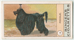 Poodle.