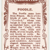 Poodle.