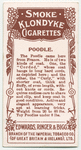 Poodle.