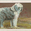 Old English Sheep-dog.