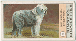 Old English Sheep-dog.