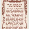 Old English Sheep-dog.