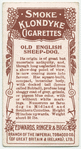 Old English Sheep-dog.