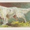 English Setter.