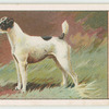 Smooth Fox Terrier.