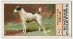 Smooth Fox Terrier.
