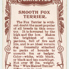 Smooth Fox Terrier.
