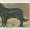 Retriever.