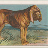 Bloodhound.