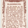 Bloodhound.