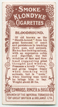 Bloodhound.