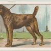 Irish Terrier.
