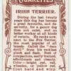Irish Terrier.