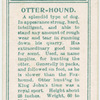 Otter-hound.